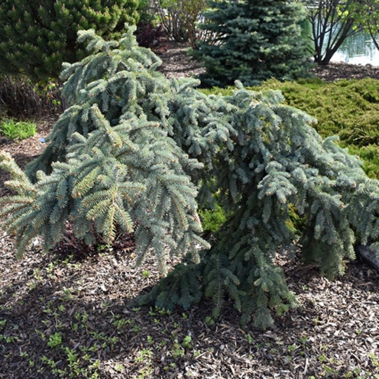 Smrek pichľavý (Picea pungens) ´PENDULA´ - výška: 130-150 cm, kont. C5L – na kmienku